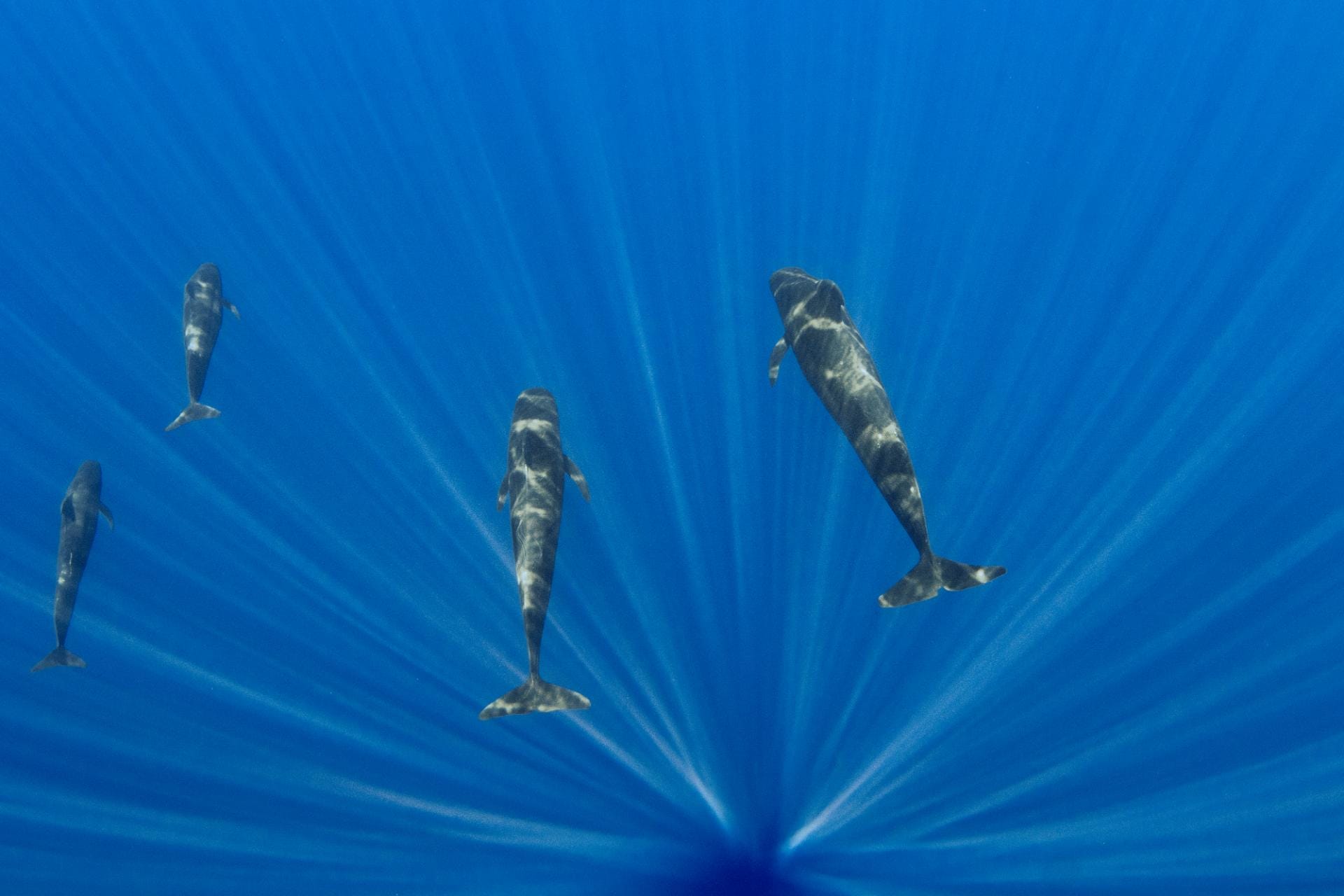 Pilot whales swimming through shards of light
Mo’orea, August 2019
© Hussain Aga Khan / Focused on Nature