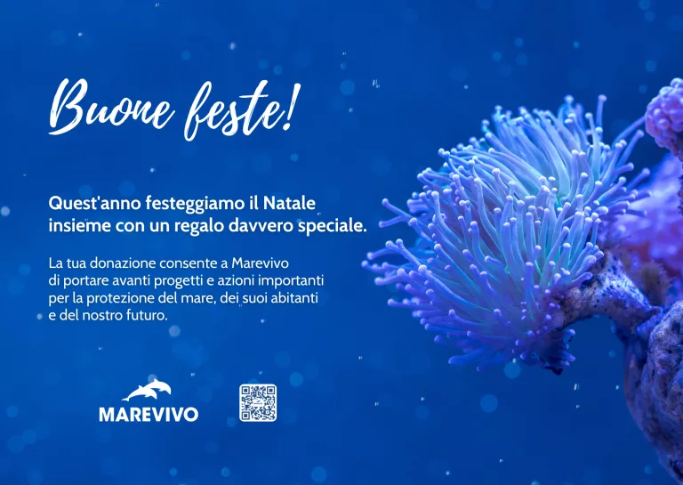 E-CARD NATALE 2025 - MAREVIVO - Anemone