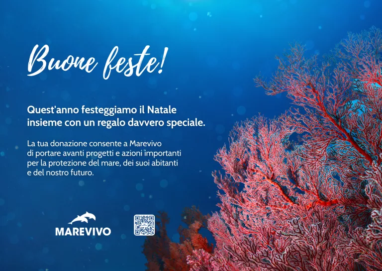 E-CARD NATALE 2025 - MAREVIVO - Corallo