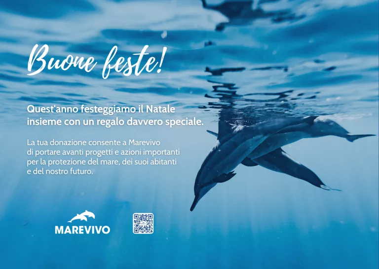 E-CARD NATALE 2025 - MAREVIVO - Delfini