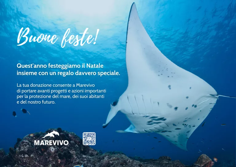 E-CARD NATALE 2025 - MAREVIVO - Manta