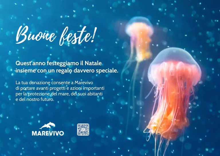 E-CARD NATALE 2025 - MAREVIVO - Meduse