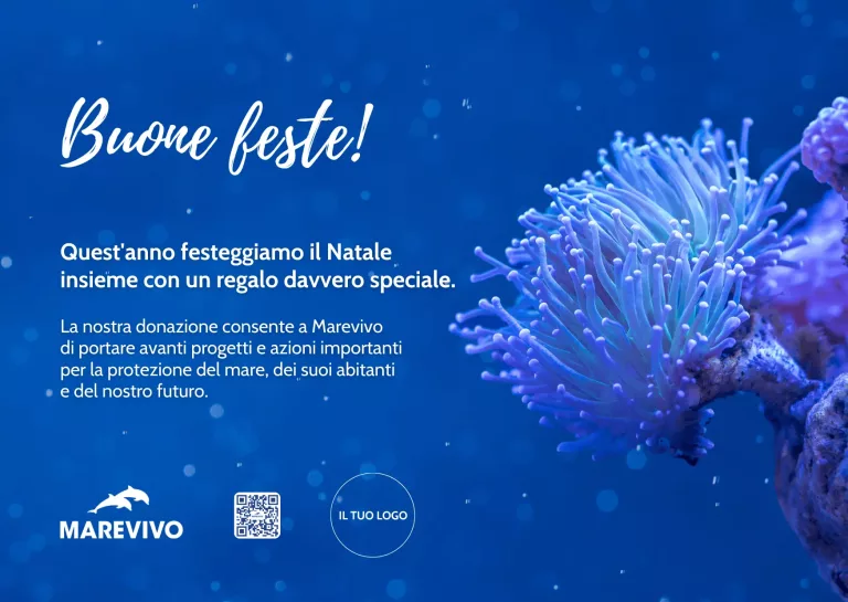 FACSIMILE E-card Natale – Anemone