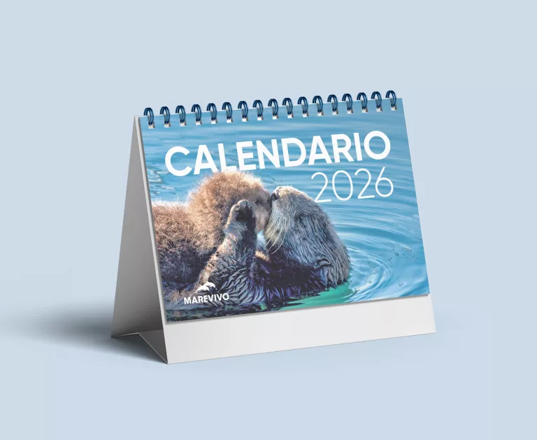 calendario1